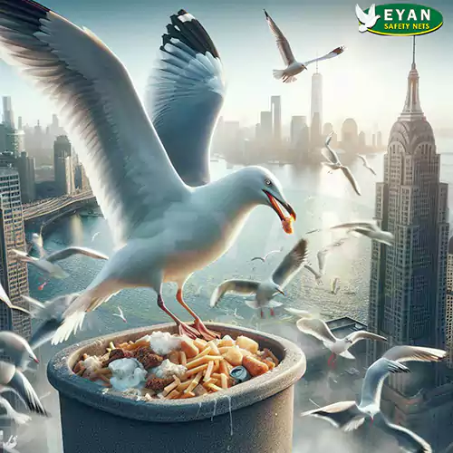 problems associated with seagulls before fixing seagull nets