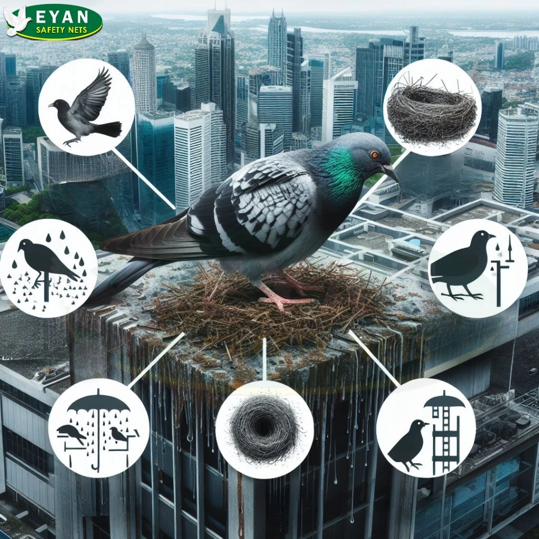 building issues with birds